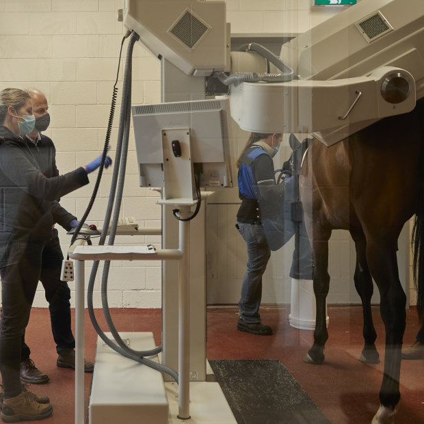 Professor Whitton and his team at work at the U-Vet Equine Centre in Werribee.