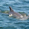 Grieving dolphin swims alongside calf that died in Swan River crab pot