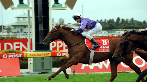 Leaving a legacy: Sebring, a son of More Than Ready, wins the 2008 Golden Slipper.
