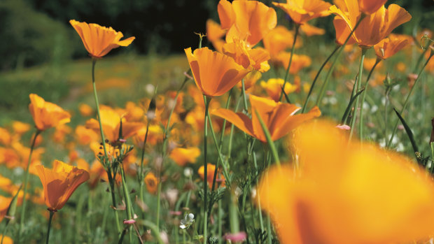 Californian poppies can alleviate toothaches and other pains.