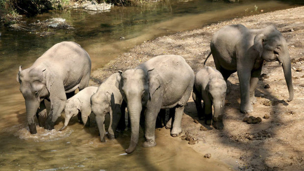 A group of wild elephants is seen in the 'Wild Elephant Valley' in the Dai Autonomous Prefecture of Xishuangbanna, south-west China's Yunnan Province. 
