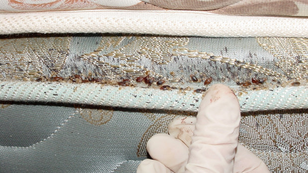 A bedbug-infested mattress.
