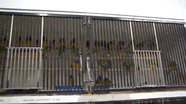 Birds in cages at the store.