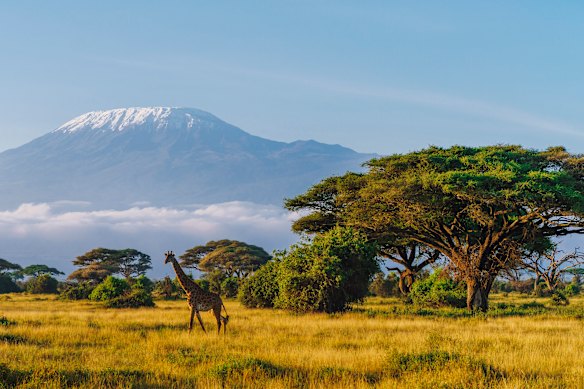 Mount Kilimanjaro provides a dramatic backdrop for a majestic Masai giraffe in Amboseli National Park, Kenya.