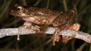 The large brown tree frog.