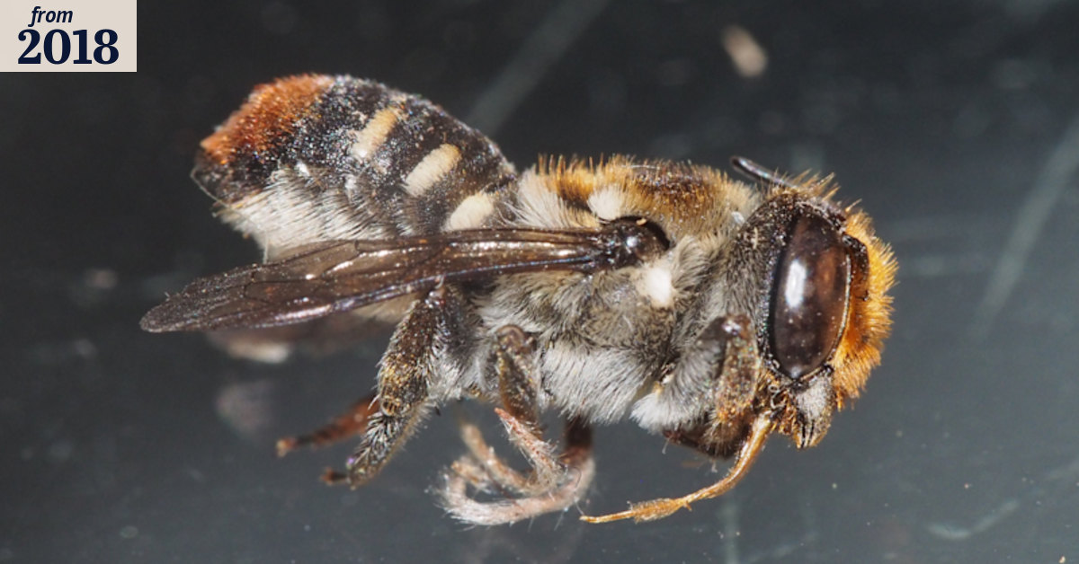 Native bees rely completely on Perth's endangered banksias: research