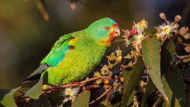 The swift parrot is one of Australia’s 19 critically endangered birds.