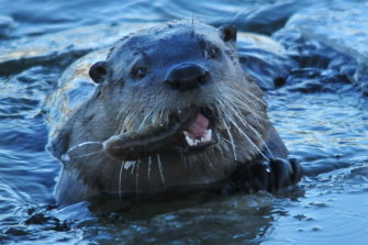 River otters in  Anchorage, Alaska have attacked children and dogs. 