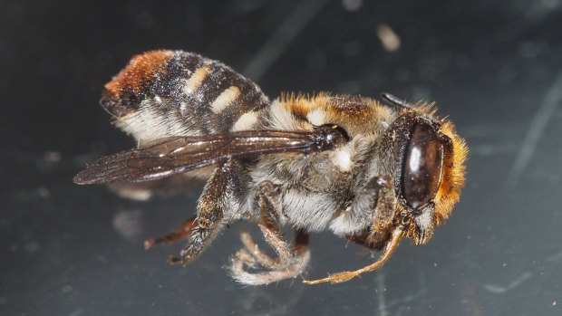Megachile ignita, the South West WA resin bee.