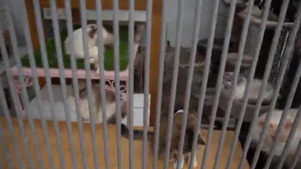 RSPCA inspectors also found cats behind bars.