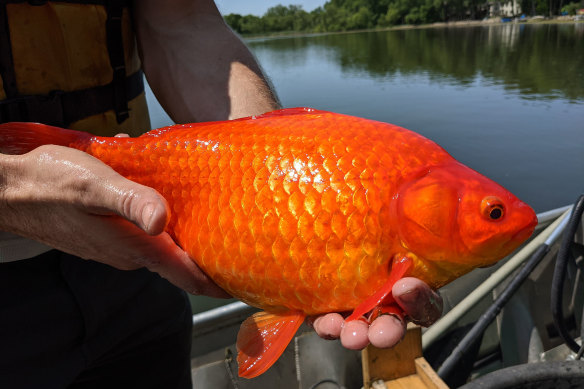 One of several large goldfish pulled from a lake near Minneapolis. Officials across the US are warning that the household pets are dangerously invasive when released into the wild. 