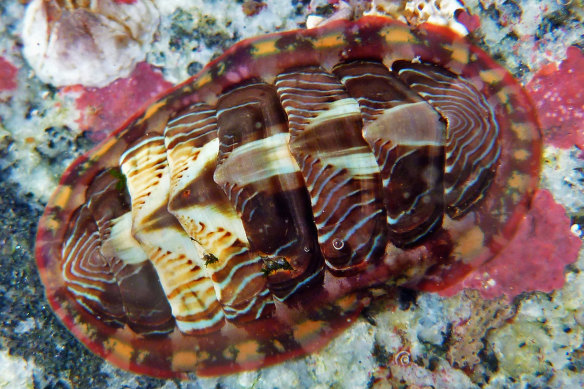 A chiton, a type of marine mollusc.