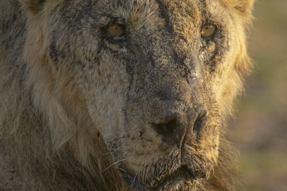Kenya'nın en eski vahşi aslanlarından biri olan Loonkiito, çobanlar tarafından öldürüldü.