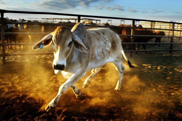 Rumin8 is confident that methane emissions can be reduced by 50 per cent even on Australia’s large cattle stations.