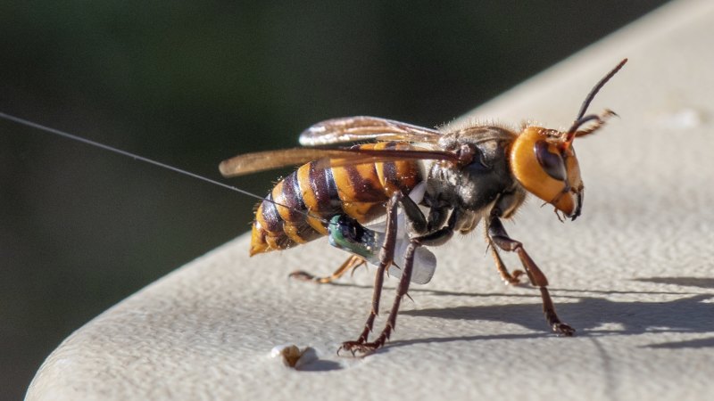 Entomologists Eradicated the First Asian Giant 'Murder' Hornet Nest of 2021, Smart News