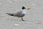 A greater crested tern was confirmed to have H5 bird flu.