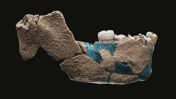 A virtual reconstruction of a human ancestor jaw found in Nesher Ramla, Israel.