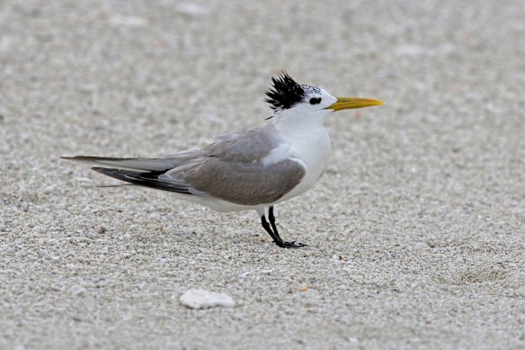 A greater crested tern was confirmed to have H5 bird flu.
