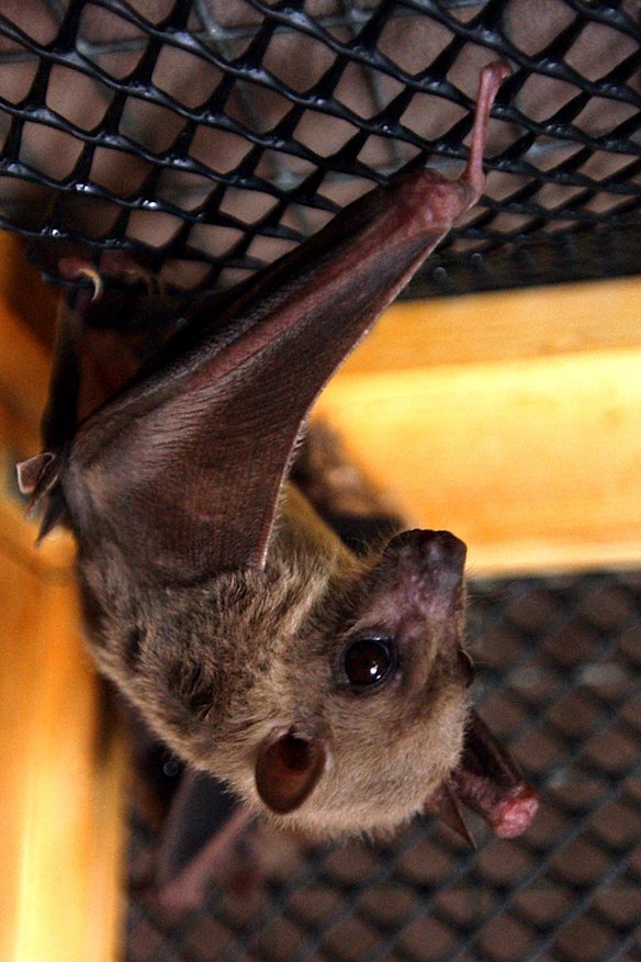 அதிர்ச்சியூட்டும் வௌவால் குகைக் காட்சிகள் முதன்முறையாக நோய் பரவும் அச்சுறுத்தலைப் பதிவு செய்துள்ளன