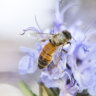 Helping the hives thrive: local beekeepers' bushfire bounceback