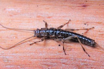 A male Mount Do<em></em>nna Buang wingless stonefly. 
