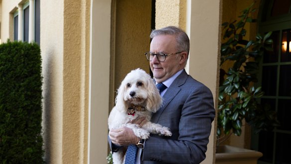 Anthony Albanese plans to include his cavoodle Toto in his wedding to Jodie Haydon later this year.