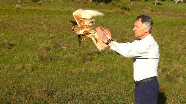 Jerry Olsen, from the University of Canberra's Institute for Applied Ecology, releases Harry the swamp harrier after the bird was fitted with a satellite tracking device. 