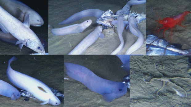 A new species of snailfish recently discovered in the Atacama Trench.
