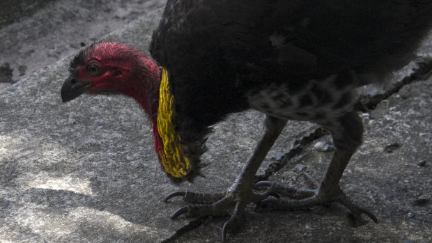 Brush turkeys were hunted to the point of becoming rare before they became a protected species in the 1970s. 