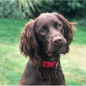 Jasper, a cocker spaniel selected for COVID-19 sniffer dog trial 