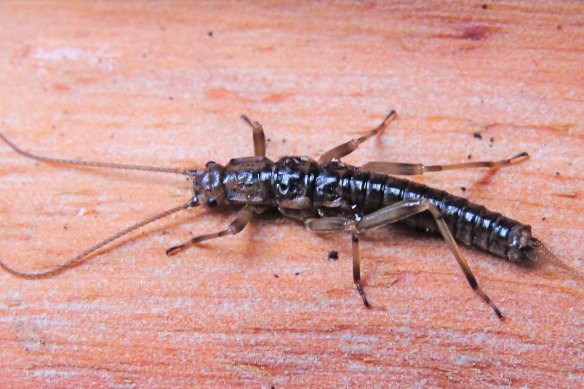 A male Mount Donna Buang wingless stonefly. 