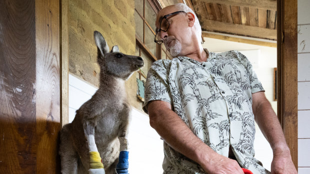Alfred isn’t an easy house guest. But rescuers are racing to bring more wildlife home from fires