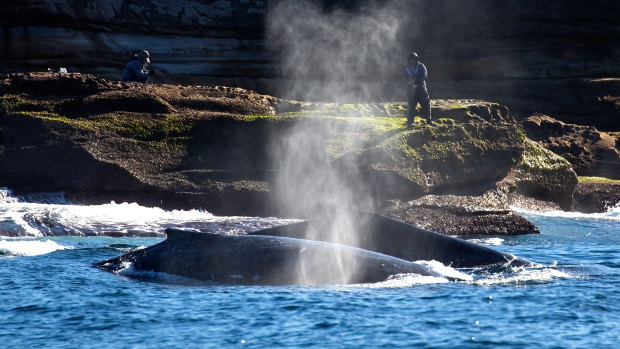 ‘Amazing’: Chance of Migaloo return as whales jostle off Sydney coast
