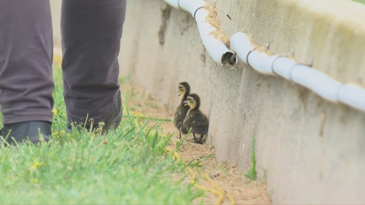 Supercars 2026 Bathurst 1000: Practice stopped as ducklings walk onto ...