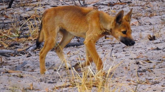 Dingoes in Big Desert are a genetically distinct population. Grave fears are held for their survival.