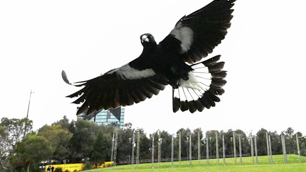 Magpies swoop to protect their nests.