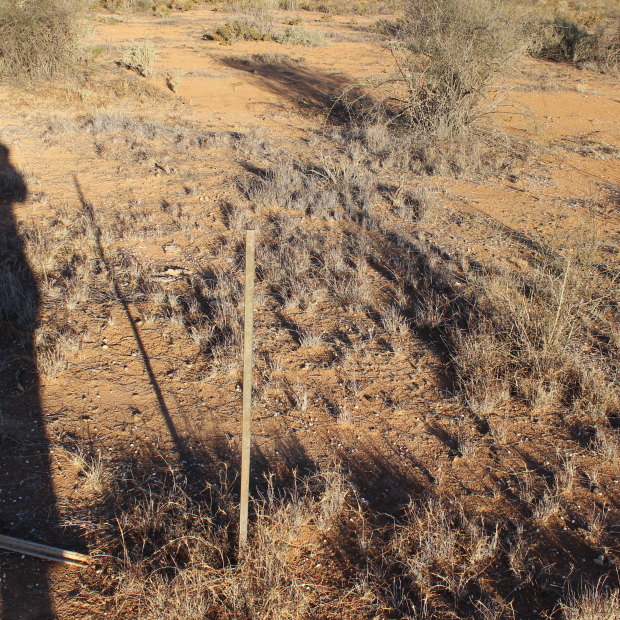 Wooleen in 2014 showing minimal perennial grass, minimal production, minimal protection for the soil and native fauna. 