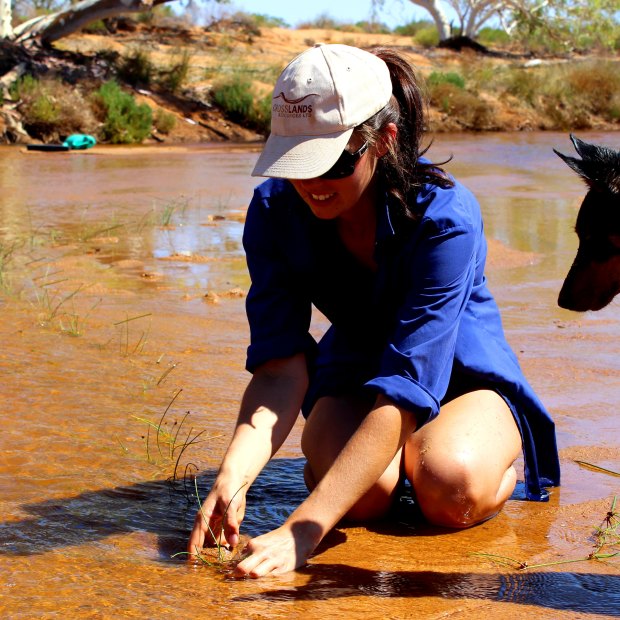 Overseen by Emily the dog, Frances Pollock plants sedges in the Murchison riverbed to help prevent erosion. 
