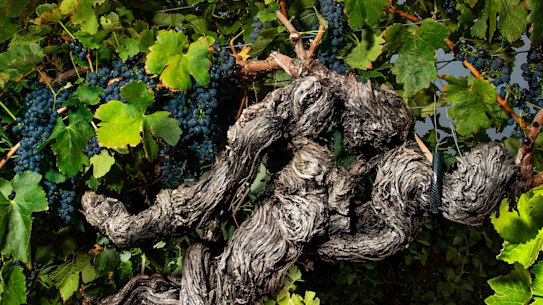 A grand old grapevine from Langmeil’s Freedom Vineyard in South Australia’s Barossa Valley. The shiraz vineyard, planted in 1843, is the oldest in Australia – and possibly the world.