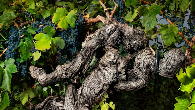 A grand old grapevine from Langmeil’s Freedom Vineyard
in South Australia’s Barossa Valley. The shiraz vineyard, planted in 1843, is the oldest in Australia – and possibly the world.