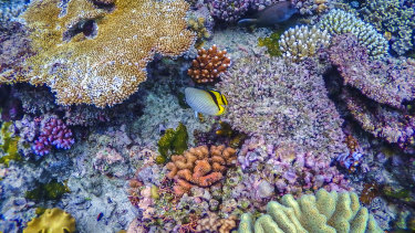 The Great Barrier Reef Marine Park Authority says limiting global warming to 1.5 degrees is "critical".