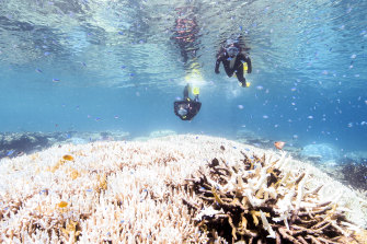 There is a high risk of mass coral bleaching across large areas of the Great Barrier Reef. 