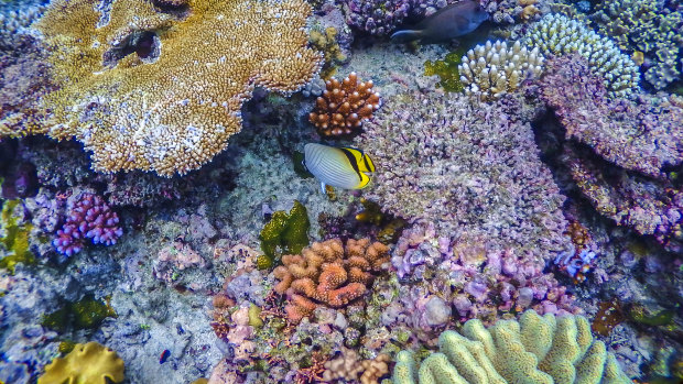 Young people are concerned about the destruction of the Great Barrier Reef, which is threatened by warming water temperatures.