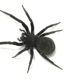 A museum photo of a black house spider - badumna insignis.