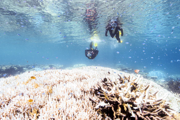 An early season marine heatwave is once again posing a risk of coral bleaching to the Great Barrier Reef. A break in the weather with good cloud cover is needed to reduce the risk. 