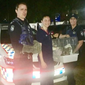 Kenny the koala came off second-best after being clipped by a car in Mount Gravatt.