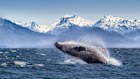 Breaching humpback whale against snow capped mountains seen in the distance in Glacier Bay, Alaska.