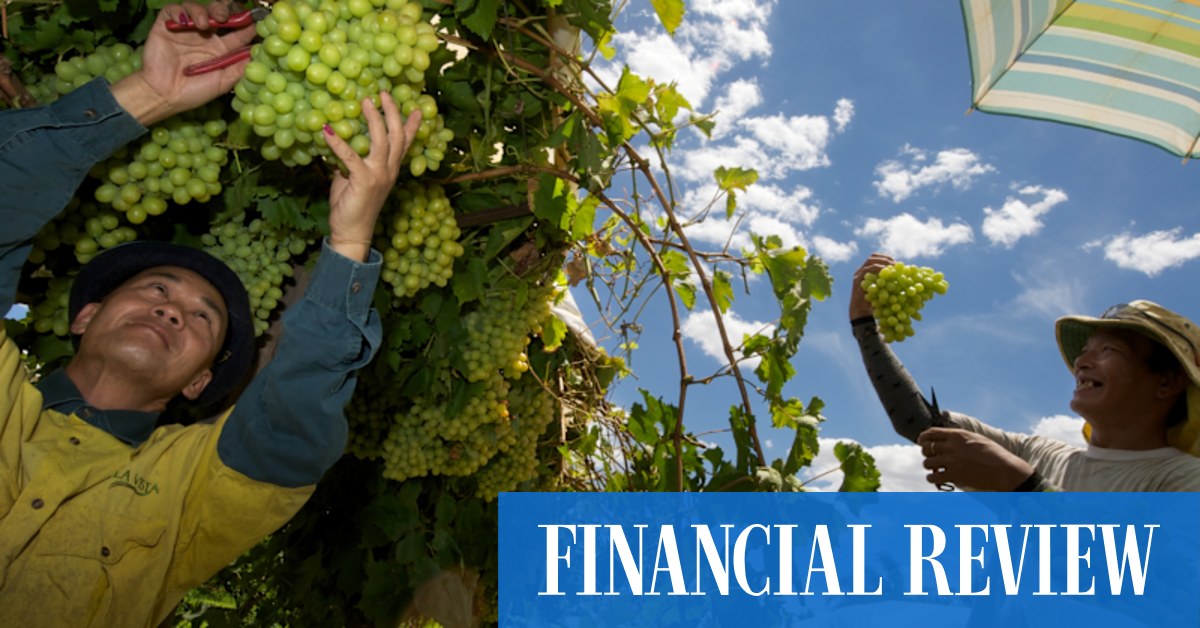 Coles, Woolworths and Aldi sell table grapes at $10 per kilo but ...