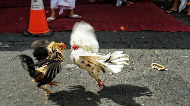 Cock fighting in Bali.