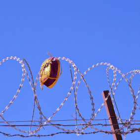 A Uighur dopa caught in a compound's barbed wire. 